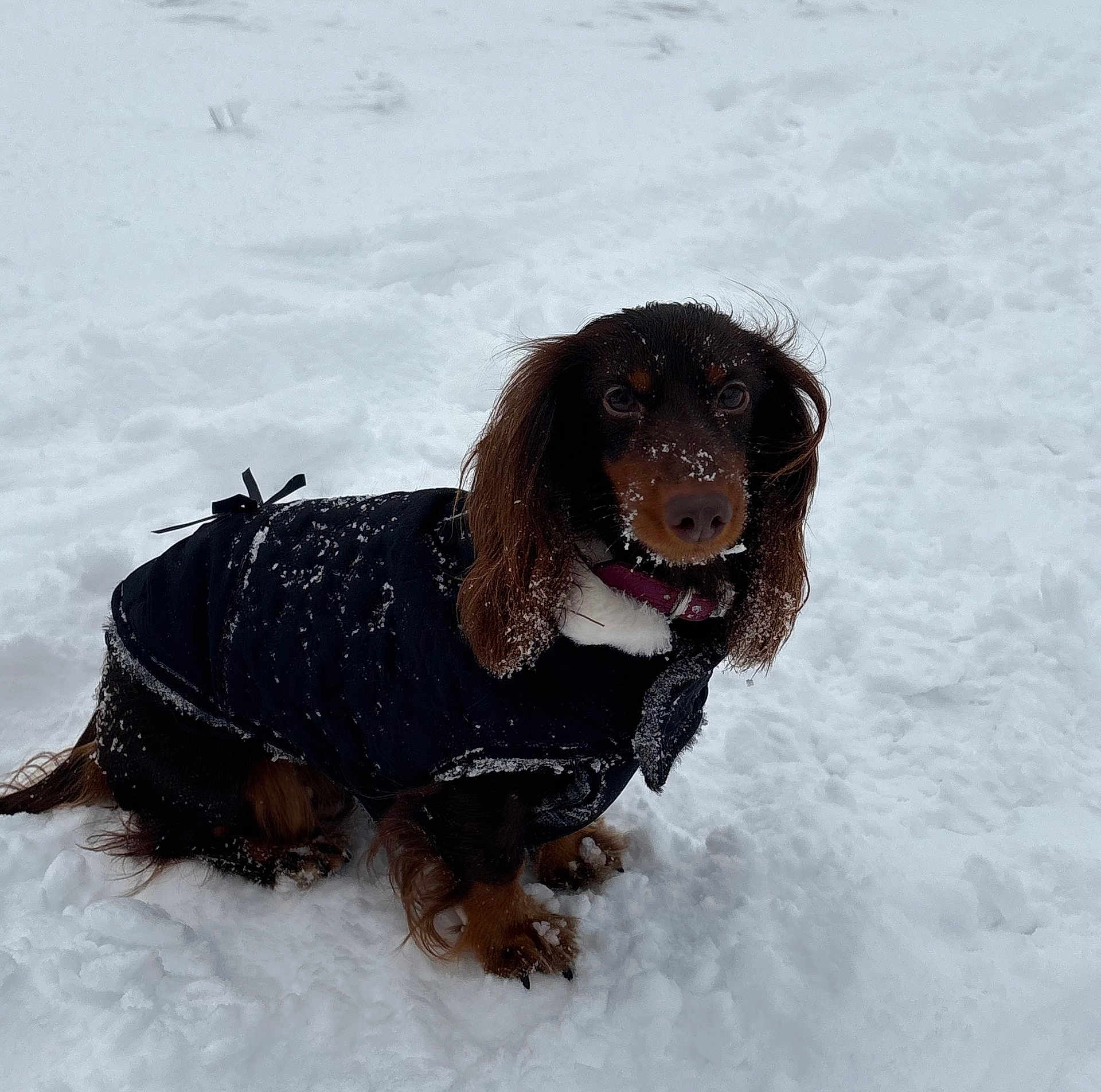 Phoebe a rejoint le concours — aidez-le/la à gagner de superbes lots ! dog, dachshund, snow, winter, coat, pet, animal, outdoor, cold, fur, paw, canine, cute, sitting, snowflakes, black_coat, brown_fur, small_dog, winter_clothing, nature