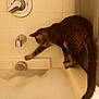 cat, tabby, bathtub, bubbles, foam, curious, paw, tiles, bathroom, water, pet, animal, indoor, feline, exploring, side_view, claw, white, clean, home