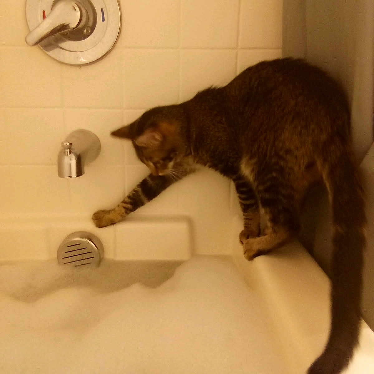 Tray Tray is registered to the contest to win money with this photo: animal, bathroom, bathtub, bubbles, cat, claw, clean, curious, exploring, feline, foam, home, indoor, paw, pet, side_view, tabby, tiles, water, white