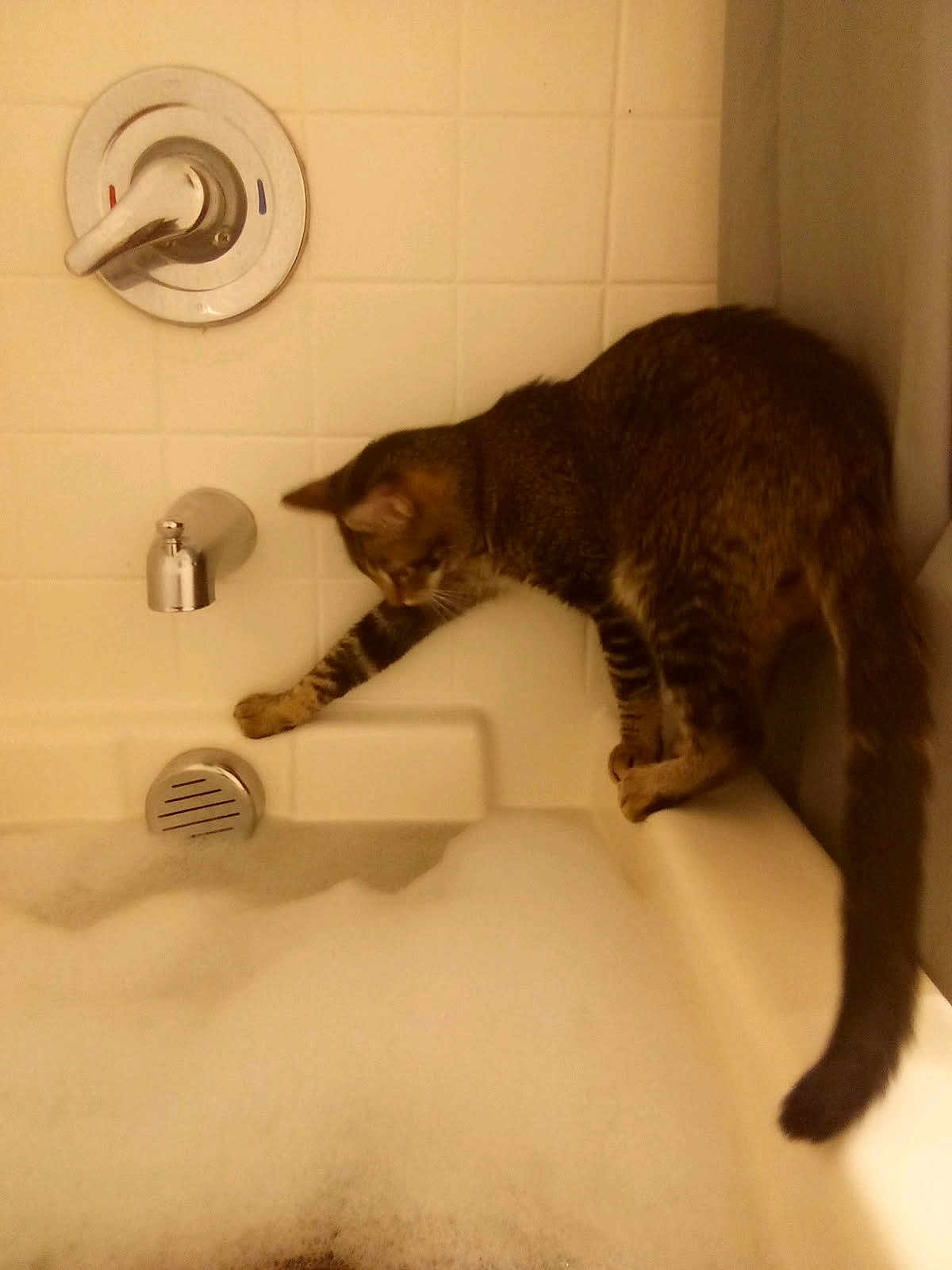 Tray Tray is registered to the contest to win money with this photo: cat, tabby, bathtub, bubbles, foam, curious, paw, tiles, bathroom, water, pet, animal, indoor, feline, exploring, side_view, claw, white, clean, home