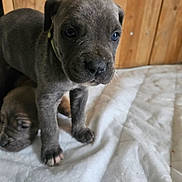 Athenas participe au concours pour gagner de l'argent avec cette photo : puppy, dog, gray_puppy, close_up, indoor, wooden_wall, white_quilt, pet, cute, animal, young, fur, face, paw, domestic_animal, sleeping_puppy, background, soft_light, small, companion