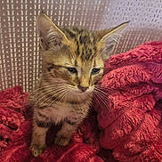 Ambre a rejoint le concours — aidez-le/la à gagner de superbes lots ! animal, basket, blanket, cat, closeup, companion, curious, cute, domestic_animal, feline, fur, indoor, kitten, pet, red_blanket, resting, soft_texture, two_animals, whiskers, young