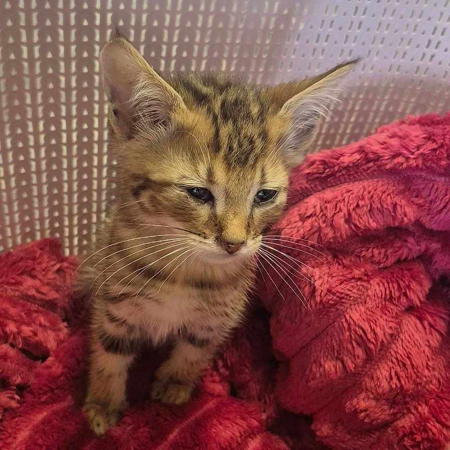 Ambre a rejoint le concours — aidez-le/la à gagner de superbes lots ! animal, basket, blanket, cat, closeup, companion, curious, cute, domestic_animal, feline, fur, indoor, kitten, pet, red_blanket, resting, soft_texture, two_animals, whiskers, young