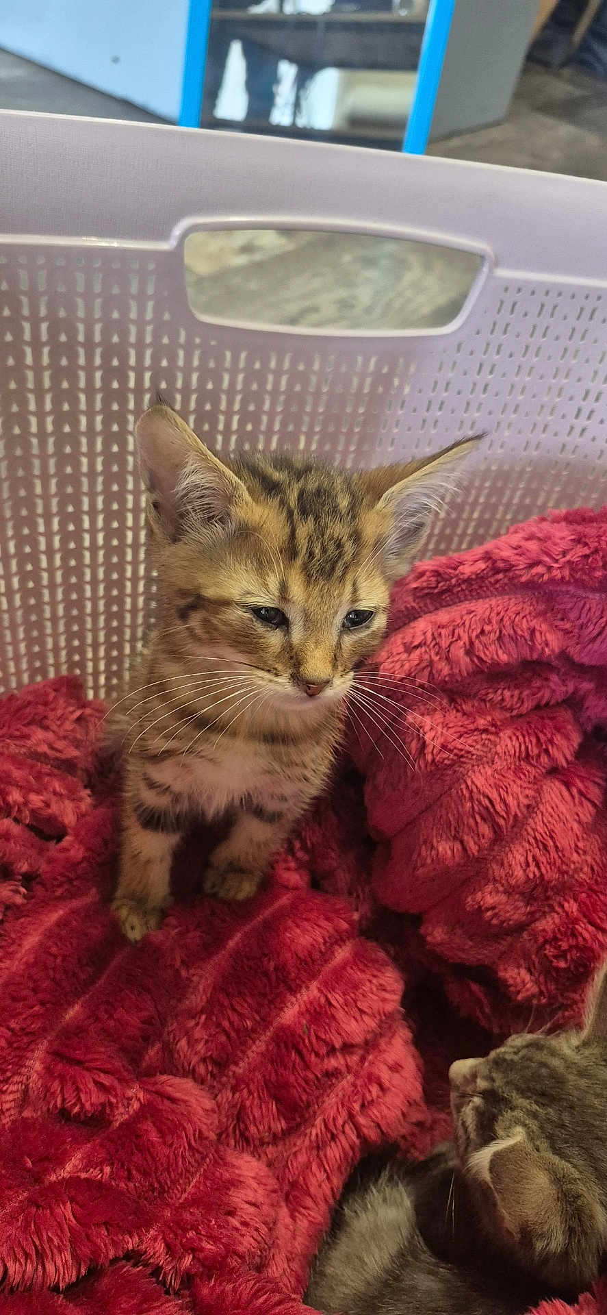 Ambre a rejoint le concours — aidez-le/la à gagner de superbes lots ! animal, basket, blanket, cat, closeup, companion, curious, cute, domestic_animal, feline, fur, indoor, kitten, pet, red_blanket, resting, soft_texture, two_animals, whiskers, young