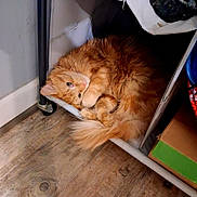 Pkitty is registered to the contest to win money with this photo: cat, ginger_cat, fluffy, orange_fur, curled_up, indoor, wood_floor, shelf, cardboard_box, cozy, pet, fur, whiskers, paws, tail, lying_down, looking_at_camera, relaxed, floor, home_interior