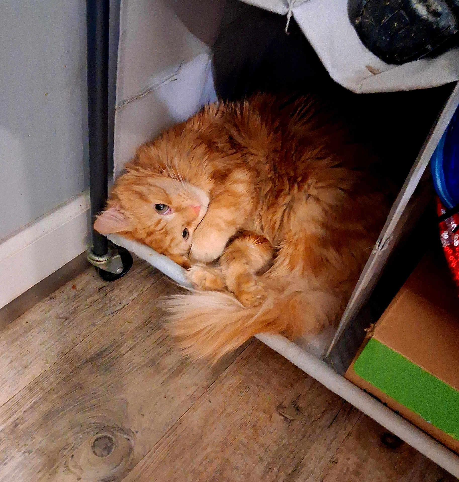 Pkitty is registered to the contest to win money with this photo: cat, ginger_cat, fluffy, orange_fur, curled_up, indoor, wood_floor, shelf, cardboard_box, cozy, pet, fur, whiskers, paws, tail, lying_down, looking_at_camera, relaxed, floor, home_interior