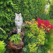 Uno participe au concours pour gagner de l'argent avec cette photo : cat, fluffy, tree_stump, garden, flowers, greenery, orange_flowers, red_flowers, yellow_flowers, grass, plants, outdoor, nature, leafy, pet, animal, sunlight, shrub, spring, peaceful