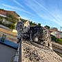 Uno participe au concours pour gagner de l'argent avec cette photo : cat, animal, outdoor, sky, stone, ledge, fur, tabby, pet, mammal, nature, blue_sky, daylight, suburban, house, relaxing, fluffy, whiskers, ears, curious