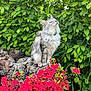 Uno a rejoint le concours — aidez-le/la à gagner de superbes lots ! cat, fluffy, gray_cat, rock, red_flowers, green_leaves, outdoor, nature, sunlight, serene, sitting, pet, animal, feline, bush, garden, plant, closeup, peaceful, flora