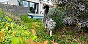 Uno a rejoint le concours — aidez-le/la à gagner de superbes lots ! cat, gray_cat, garden, plants, greenery, bushes, grass, outdoor, nature, house, window, door, walking, fur, tail, pet, animal, daylight, home, shrubbery