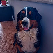 Ulysse a rejoint le concours — aidez-le/la à gagner de superbes lots ! dog, bernese_mountain_dog, pet, animal, sitting, happy, tongue_out, fur, indoor, tile_floor, plant, potted_plant, wall, smiling, canine, companion, domestic_animal, portrait, looking_up, house