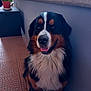 dog, bernese_mountain_dog, pet, animal, sitting, happy, tongue_out, fur, indoor, tile_floor, plant, potted_plant, wall, smiling, canine, companion, domestic_animal, portrait, looking_up, house