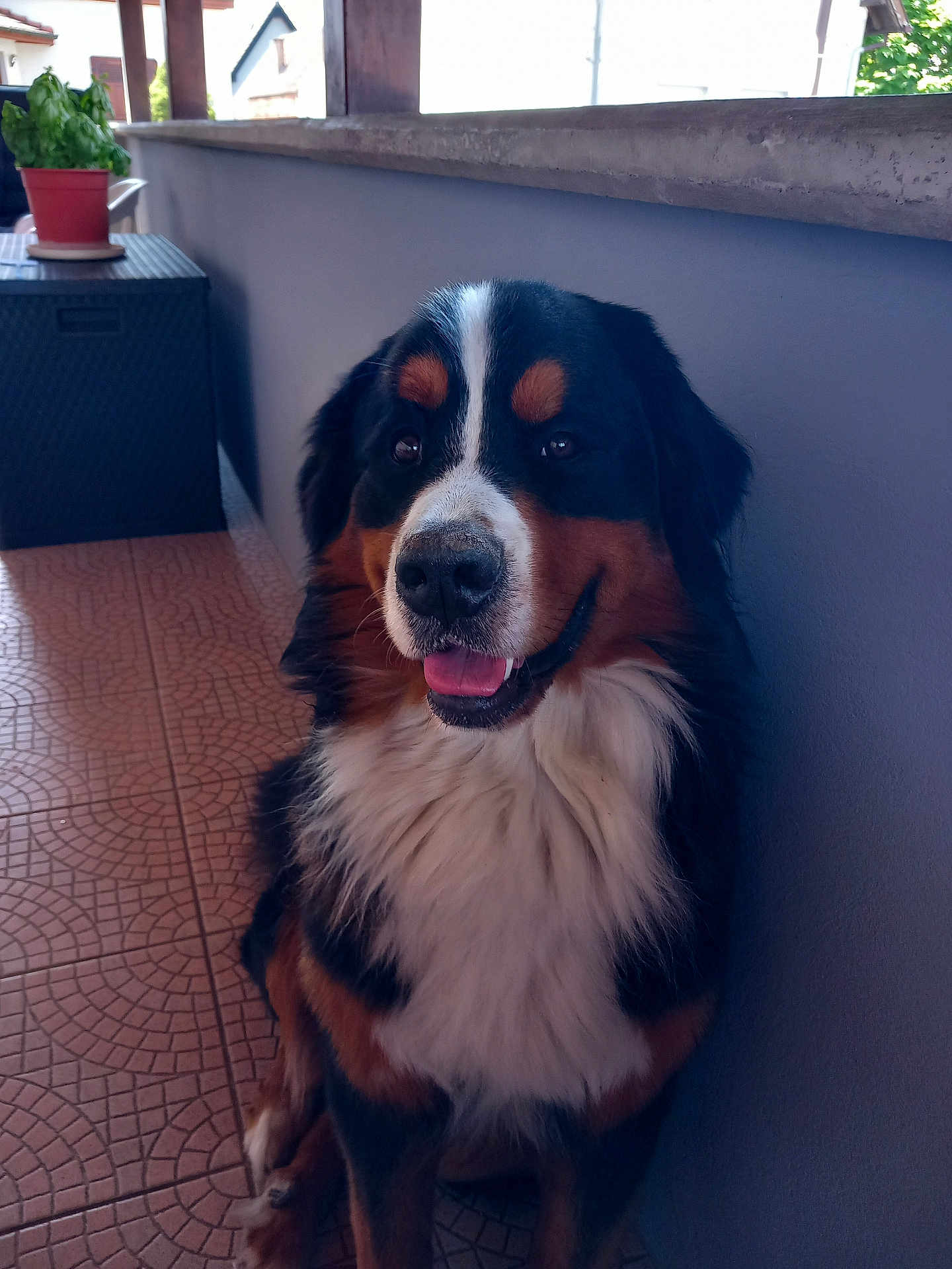 Ulysse a rejoint le concours — aidez-le/la à gagner de superbes lots ! dog, bernese_mountain_dog, pet, animal, sitting, happy, tongue_out, fur, indoor, tile_floor, plant, potted_plant, wall, smiling, canine, companion, domestic_animal, portrait, looking_up, house