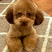 Bruno is registered to the contest to win money with this photo: dog, poodle, puppy, brown, fluffy, fur, pet, animal, cute, indoor, carpet, floor, paw, eyes, ears, sitting, looking, home, cozy, groomed