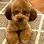 dog, poodle, puppy, brown, fluffy, fur, pet, animal, cute, indoor, carpet, floor, paw, eyes, ears, sitting, looking, home, cozy, groomed