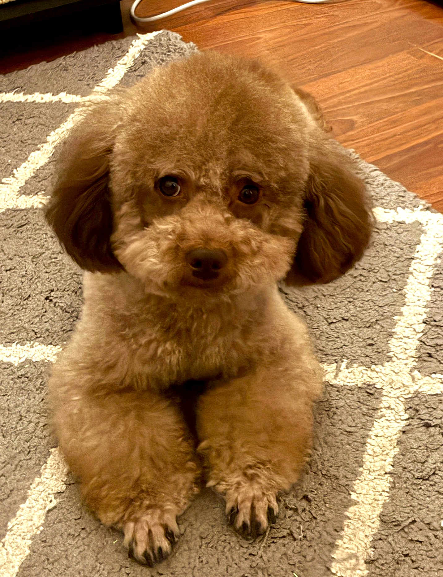Bruno is registered to the contest to win money with this photo: dog, poodle, puppy, brown, fluffy, fur, pet, animal, cute, indoor, carpet, floor, paw, eyes, ears, sitting, looking, home, cozy, groomed