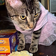 Chanel Vasquez joined the competition — help win amazing prizes! box, carpet, cat, closeup, costume, cupcake, curious, cute, decorative, feline, food, frosting, indoor, pet, pink_dress, snack, tabby_cat, table, whiskers, yellow_eyes