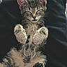 Chanel Vasquez joined the competition — help win amazing prizes! kitten, cat, tabby, sleeping, paw, fur, whiskers, pet, animal, cute, relaxed, resting, black_paw, feline, indoor, closeup, adorable, young, mammal, soft
