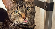 Chanel Vasquez joined the competition — help win amazing prizes! animal, cat, chair, close_up, cute, domestic_cat, ear, feline, fur, gray_fabric, green_eyes, indoor, metal_frame, pet, portrait, relaxed, resting, tabby_cat, tongue_out, whiskers