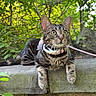 Chanel Vasquez is registered to the contest to win money with this photo: cat, tabby_cat, animal, pet, leash, collar, stone, ledge, greenery, foliage, outdoor, nature, leaves, plant, curious, alert, resting, closeup, daylight, wildlife