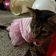 Chanel Vasquez joined the competition — help win amazing prizes! cat, tabby_cat, pink_tutu, costume, indoor, carpet, balloon, toy, curious, pet, feline, animal, domestic, floor, playful, closeup, whiskers, ears, clothing, cute