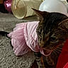 cat, tabby_cat, pink_tutu, costume, indoor, carpet, balloon, toy, curious, pet, feline, animal, domestic, floor, playful, closeup, whiskers, ears, clothing, cute
