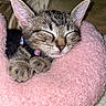 Chanel Vasquez joined the competition — help win amazing prizes! animal, cat, closeup, collar, cozy, cute, domestic_animal, feline, fur, indoor, kitten, nap, paws, pet, pink_cushion, relaxing, sleeping, soft, tabby, whiskers