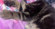 Chanel Vasquez joined the competition — help win amazing prizes! kitten, cat, sleeping, tabby, pet, collar, blanket, rest, cute, feline, fur, animal, cozy, soft, indoor, relaxation, paw, whiskers, young, adorable