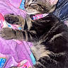 kitten, cat, sleeping, tabby, pet, collar, blanket, rest, cute, feline, fur, animal, cozy, soft, indoor, relaxation, paw, whiskers, young, adorable