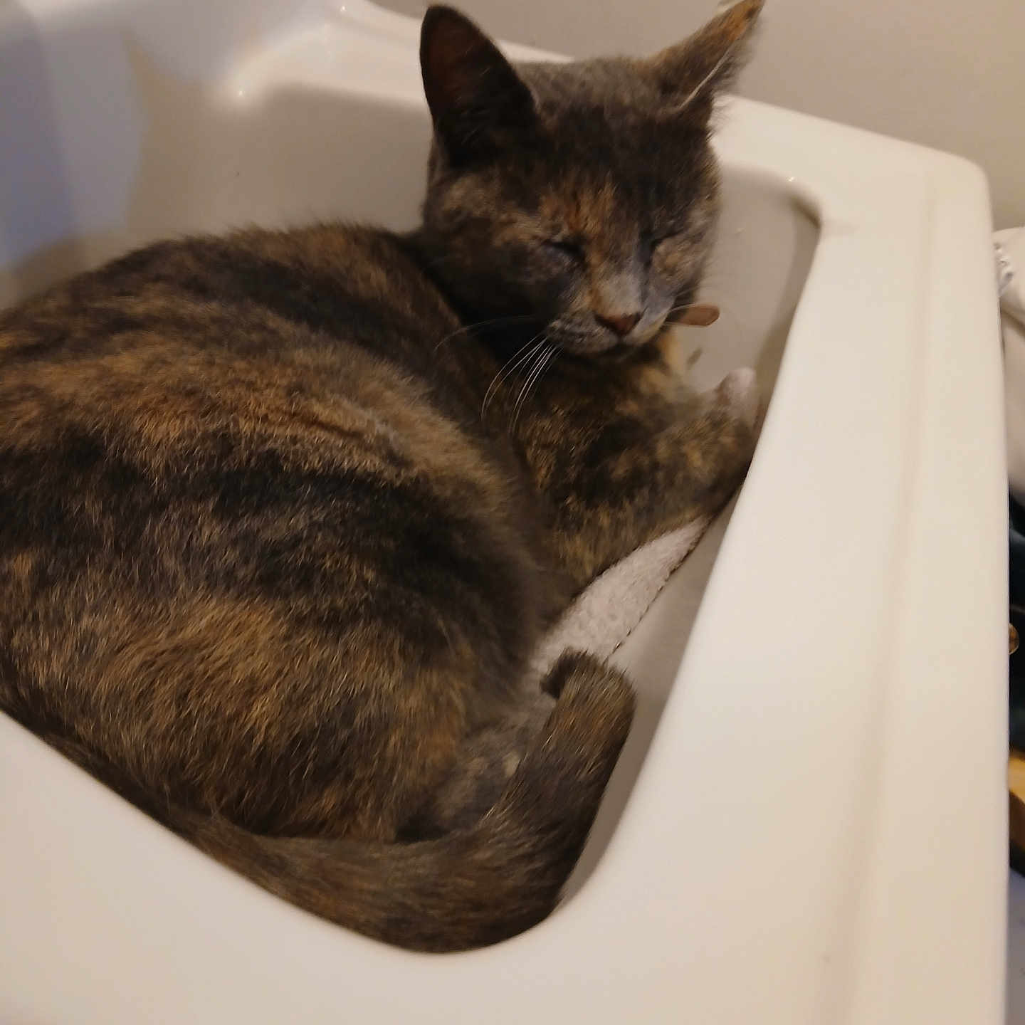 Jelly Bean joined the competition — help win amazing prizes! abyssinian, animal, armchair, bathing, bathtub, cat, couch, cup, furniture, hardwood, kitten, manx, person, pet, siamese, sink, sinkfaucet, tap, tub, wood