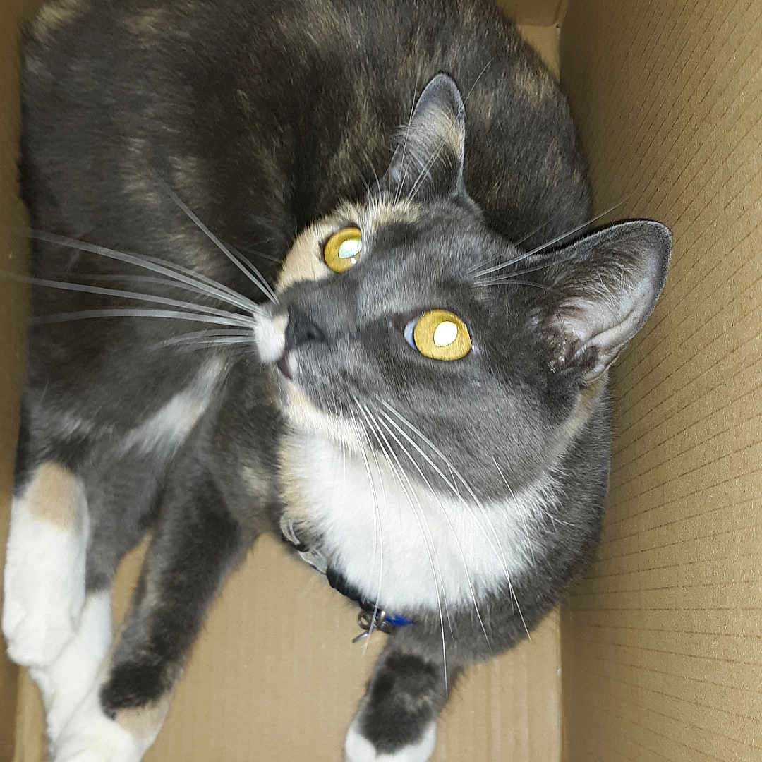 Bella is registered to the contest to win money with this photo: animal, cardboard_box, cat, collar, companion, cozy, curious, cute, domestic_animal, feline, fur, golden_eyes, indoor, looking_up, paws, pet, resting, small_space, tabby, whiskers