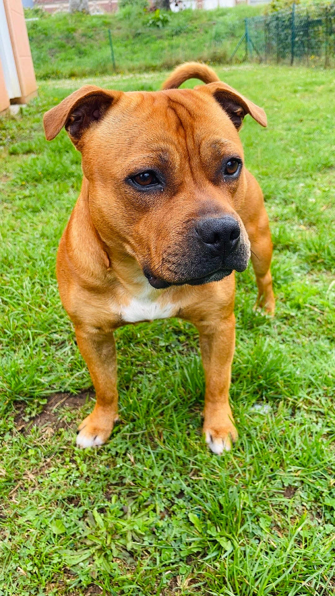 Venom a rejoint le concours — aidez-le/la à gagner de superbes lots ! dog, brown_dog, outdoor, grass, pet, animal, canine, standing, ears, tail, snout, alert, muzzle, fur, nature, closeup, portrait, daylight, greenery, domestic_animal