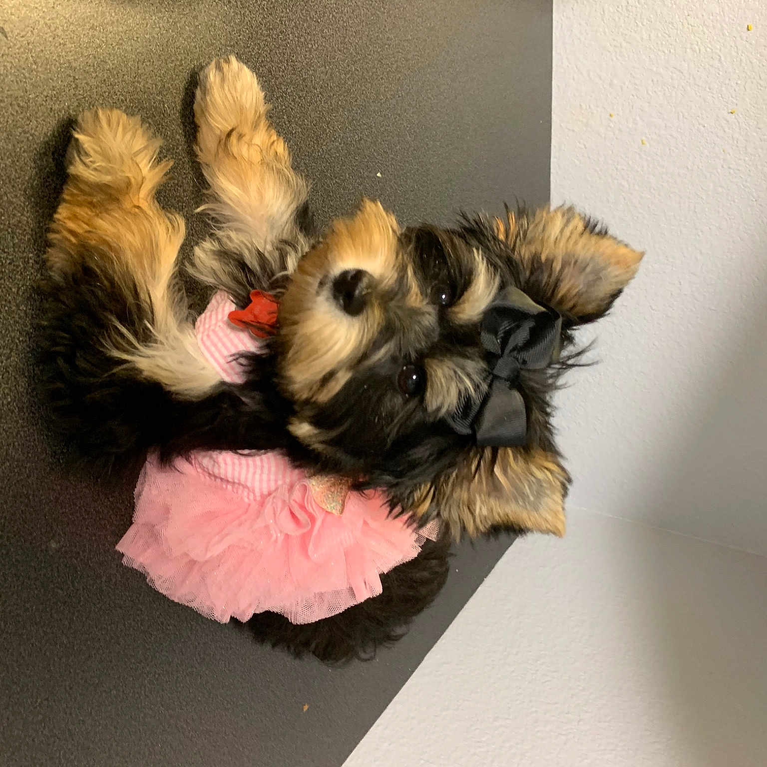 Miley is registered to the contest to win money with this photo: canidae, carnivore, chinese_imperial_dog, companion_dog, dog, dog_breed, fawn, irish_soft_coated_wheaten_terrier, mammal, morkie, non_sporting_group, puppy, shih_tzu, toy_dog