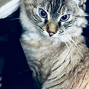 Luna is registered to the contest to win money with this photo: animal, blue_eyes, cat, close_range, close_up, curious, cute, domestic_cat, face, feline, focus, fur, indoor, looking_away, mammal, pet, portrait, soft_light, texture, whiskers