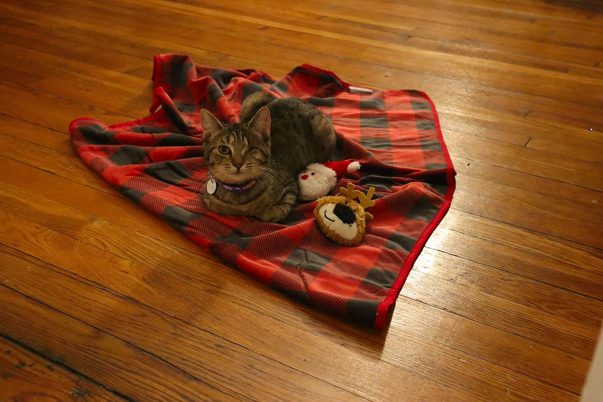 Cleocatra joined the competition — help win amazing prizes! bag, brown, carnivore, cat, comfort, fawn, felidae, floor, flooring, hardwood, laminate_flooring, pattern, small_to_medium_sized_cats, tail, tartan, varnish, whiskers, wood, wood_flooring, wood_stain