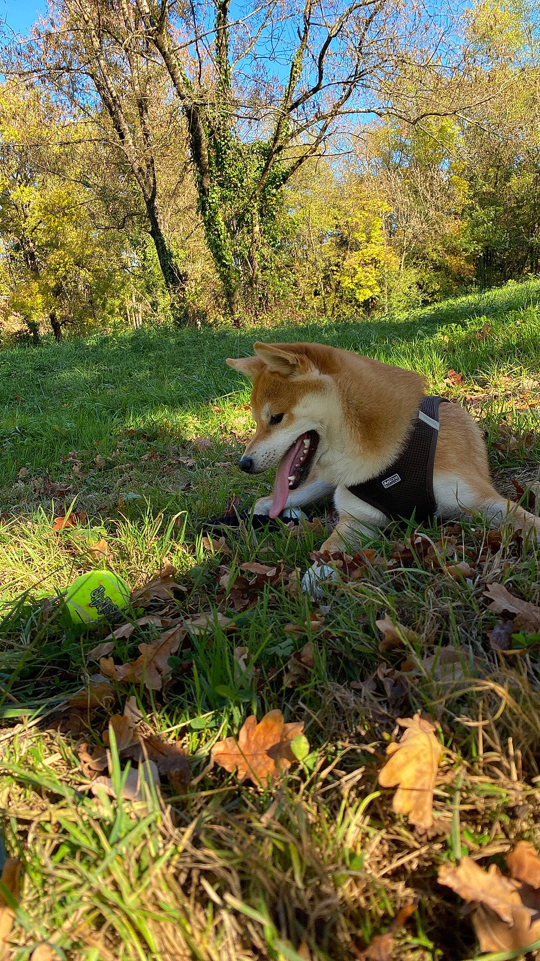 Ryuk participe au concours pour gagner de l'argent avec cette photo : canidae, carnivore, companion_dog, deciduous, dog, dog_breed, fawn, forest, grass, natural_landscape, plant, sky, snout, sporting_group, street_dog, tail, terrestrial_animal, tree, wood, woodland