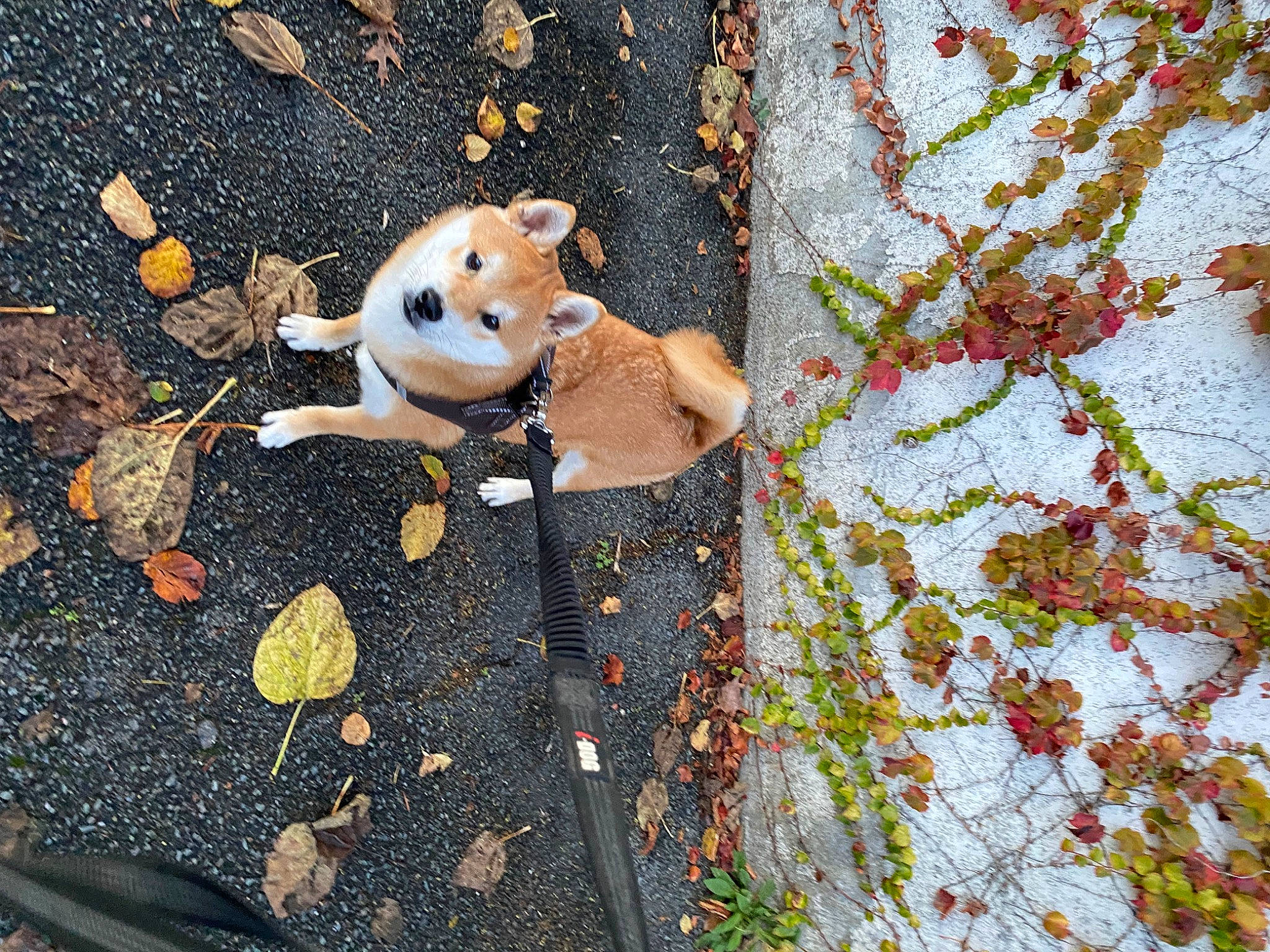 Ryuk participe au concours pour gagner de l'argent avec cette photo : art, doll, fawn, grass, leaf, linens, pattern, plant, plush, road_surface, sidewalk, soil, stuffed_toy, teddy_bear, toy, tree, trunk, twig, wall, wood
