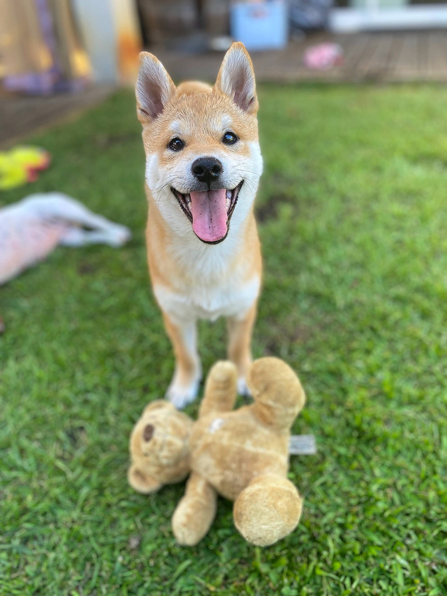 Ryuk a rejoint le concours — aidez-le/la à gagner de superbes lots ! ball, canidae, carnivore, companion_dog, dingo, dog, dog_breed, dog_supply, fawn, grass, herding_dog, lawn, snout, spitz, sporting_group, street_dog, tail, toy, working_animal, working_dog