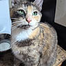 Nami joined the competition — help win amazing prizes! cat, calico, green_eyes, feline, pet, domestic, kitchen, countertop, whiskers, fur, sitting, cute, animal, indoor, closeup, portrait, household, tabby, mammal, looking