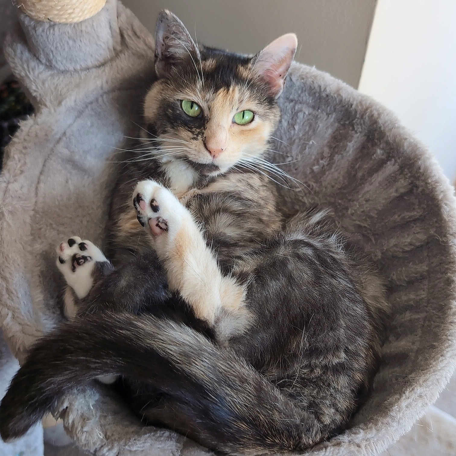 Nami joined the competition — help win amazing prizes! cat, calico, green_eyes, pet, feline, indoor, relaxed, cozy, cat_bed, plush, whiskers, paw, tail, cute, animal, fur, resting, comfortable, household, closeup