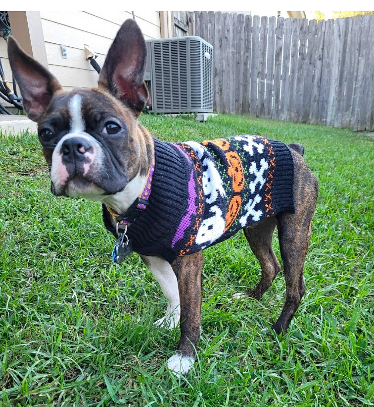 Beaux Jax joined the competition — help win amazing prizes! boston_terrier, bulldog, canidae, carnivore, collar, companion_dog, dog, dog_breed, dog_clothes, dog_collar, dog_supply, fawn, fence, grass, leash, pet_supply, plant, snout, sporting_group, working_animal
