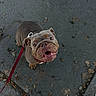 Honeybun joined the competition — help win amazing prizes! bulldog, dog, pet, leash, sidewalk, concrete, leaves, outdoor, happy, smiling, looking_up, wrinkles, canine, walking, footwear, casual_clothing, daylight, closeup, animal, mammal