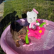 Honeybun is registered to the contest to win money with this photo: bulldog, dog, pool, inflatable, hello_kitty, pink, water, grass, outdoor, sunlight, shadow, toy, summer, pet, cute, playful, garden, fun, splash, animal