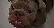 Honeybun joined the competition — help win amazing prizes! dog, bulldog, pet, brown, leash, harness, floor, concrete, looking_up, wrinkles, teeth, close_up, indoor, animal, canine, companion, cute, expression, paw, human