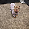 Honeybun is registered to the contest to win money with this photo: bulldog, dog, pajamas, carpet, living_room, couch, sectional_couch, pet_clothing, animal, indoor, cute, brown_dog, plush, floor, fur, mammal, companion, home, cozy, pet
