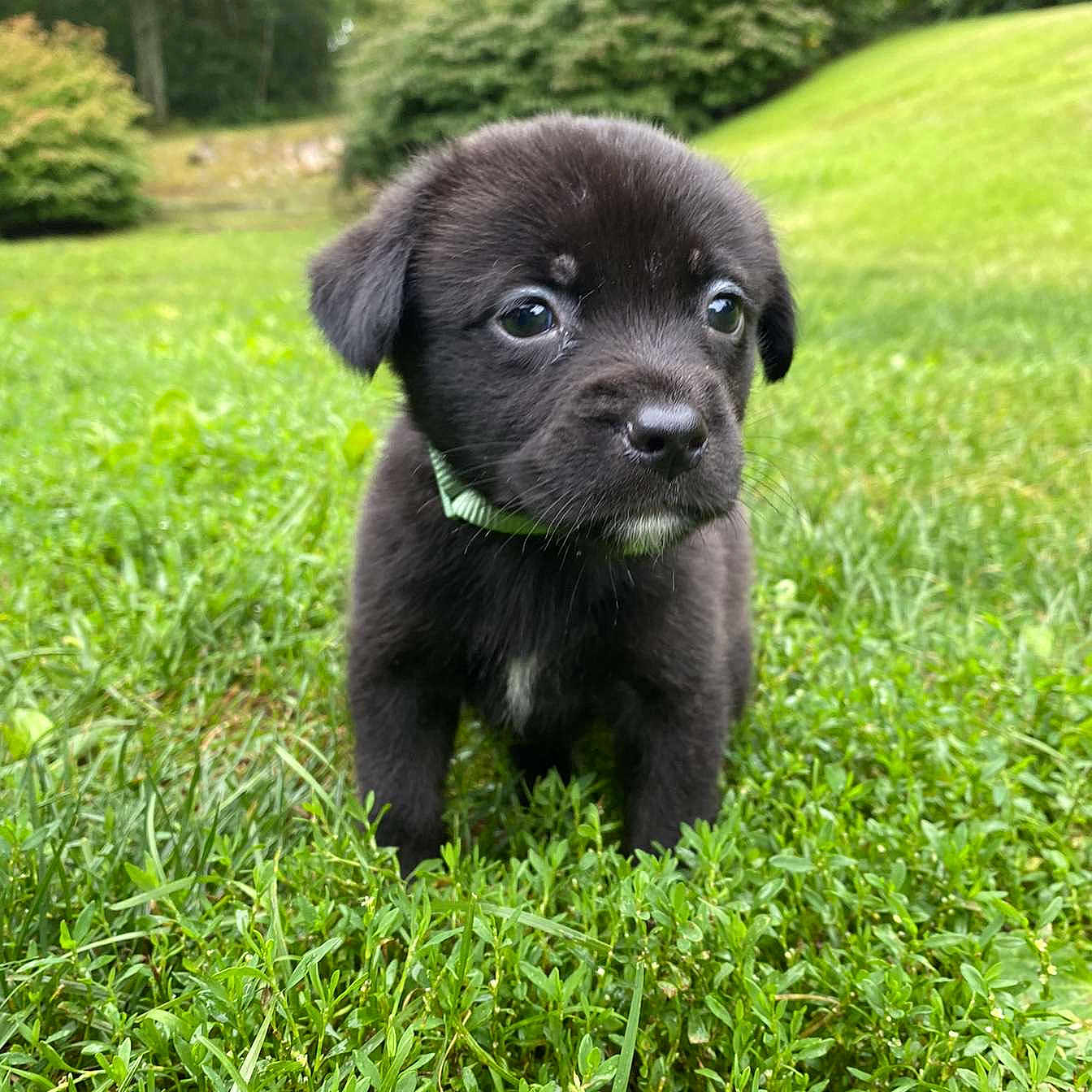 Knight is registered to the contest to win money with this photo: animal, canine, dog, field, grass, grassland, green, labradorretriever, lawn, nature, outdoors, park, pet, plant, puppy, snout, tree, vegetation, whitedog, yard