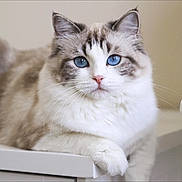 Taz is registered to the contest to win money with this photo: cat, blue_eyes, fluffy, feline, animal, pet, indoor, portrait, white_surface, resting, calm, fur, whiskers, ears, close_up, looking_at_camera, cute, domestic_animal, soft_lighting, neutral_background
