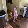 toddler, child, cat, indoor, floor, carpet, toy, feathers, heater, trash_can, wooden_floor, purple_top, shorts, shoes, smile, curious, pet, animal, home, person