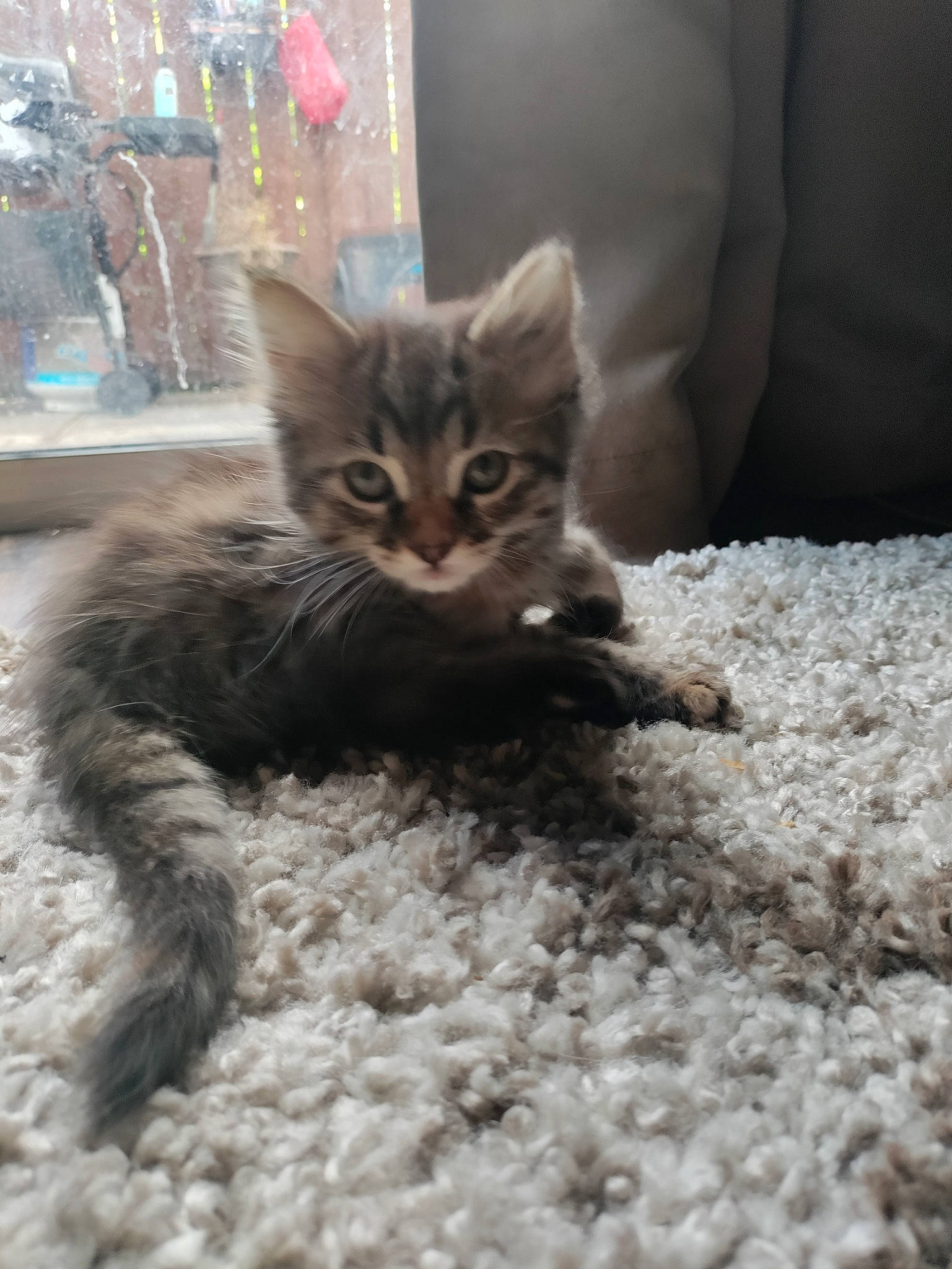 Cruella joined the competition — help win amazing prizes! carnivore, cat, claw, comfort, domestic_short_haired_cat, fawn, felidae, flooring, fur, grey, paw, sitting, small_to_medium_sized_cats, snout, tail, terrestrial_animal, whiskers