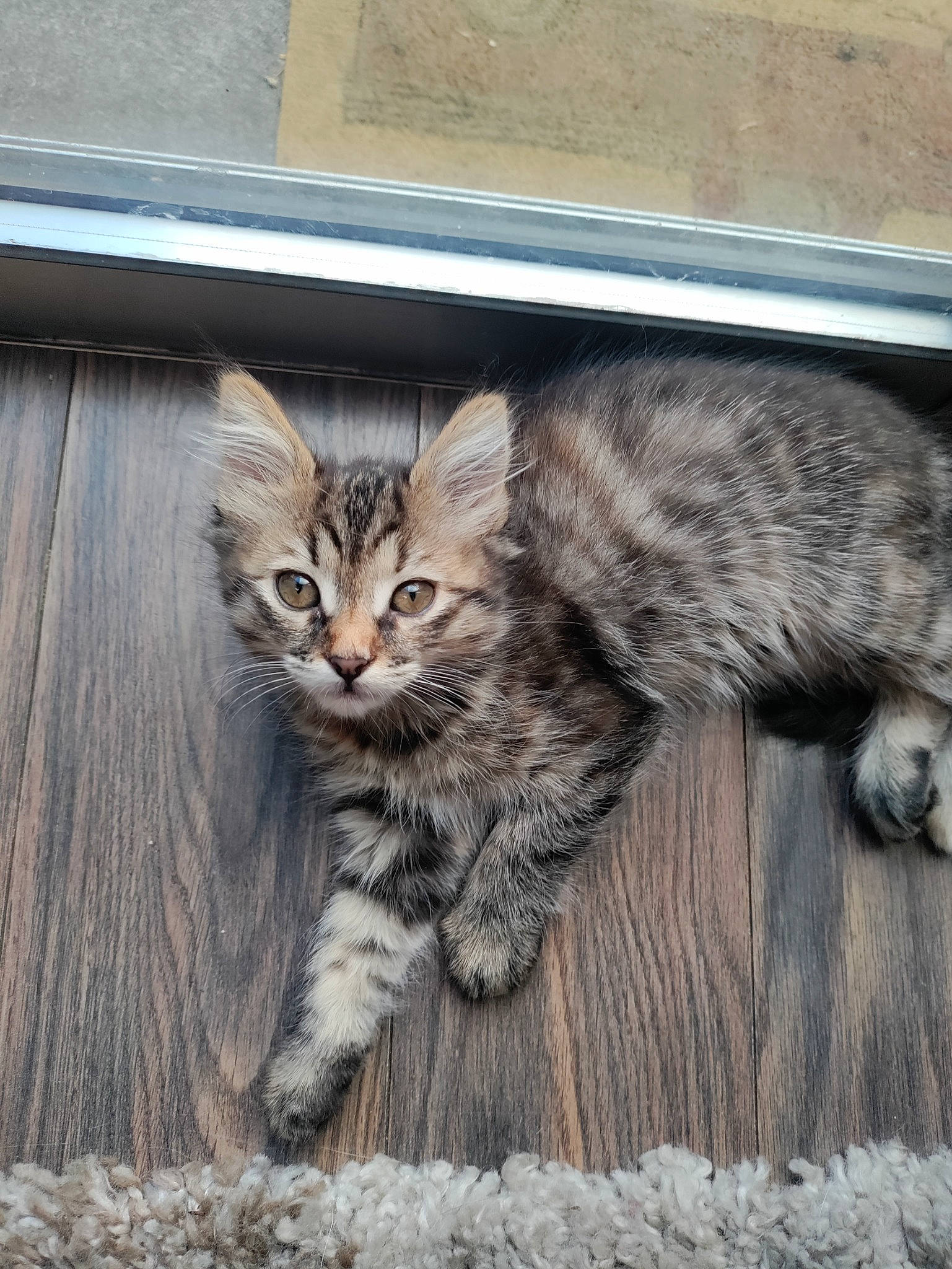 Cruella is registered to the contest to win money with this photo: carnivore, cat, cat_toy, claw, domestic_short_haired_cat, door, felidae, fur, grey, paw, sitting, small_to_medium_sized_cats, snout, tail, terrestrial_animal, tree, whiskers, window, wood